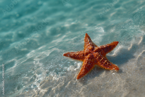 starfish on the beach
