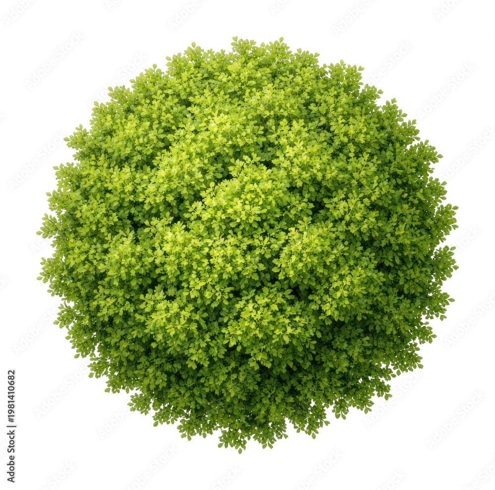 Obraz premium Lush green spherical plant top-view