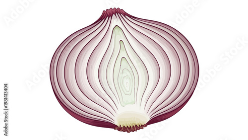 Red Onion Cross Section.