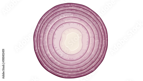 Red Onion Cross Section.