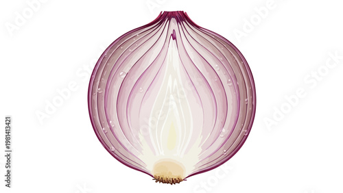 Red Onion Cross Section.