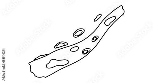 Simple Bone Illustration.