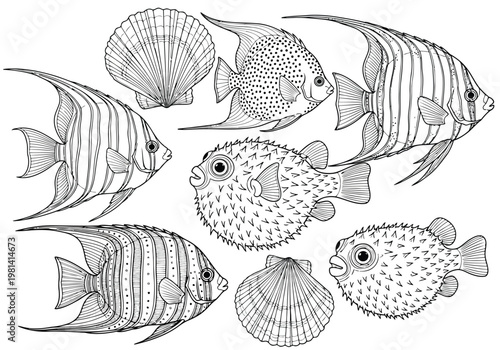 Diverse marine species illustrated with detailed line art
