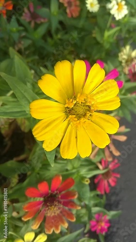 yellow flowers in the garden