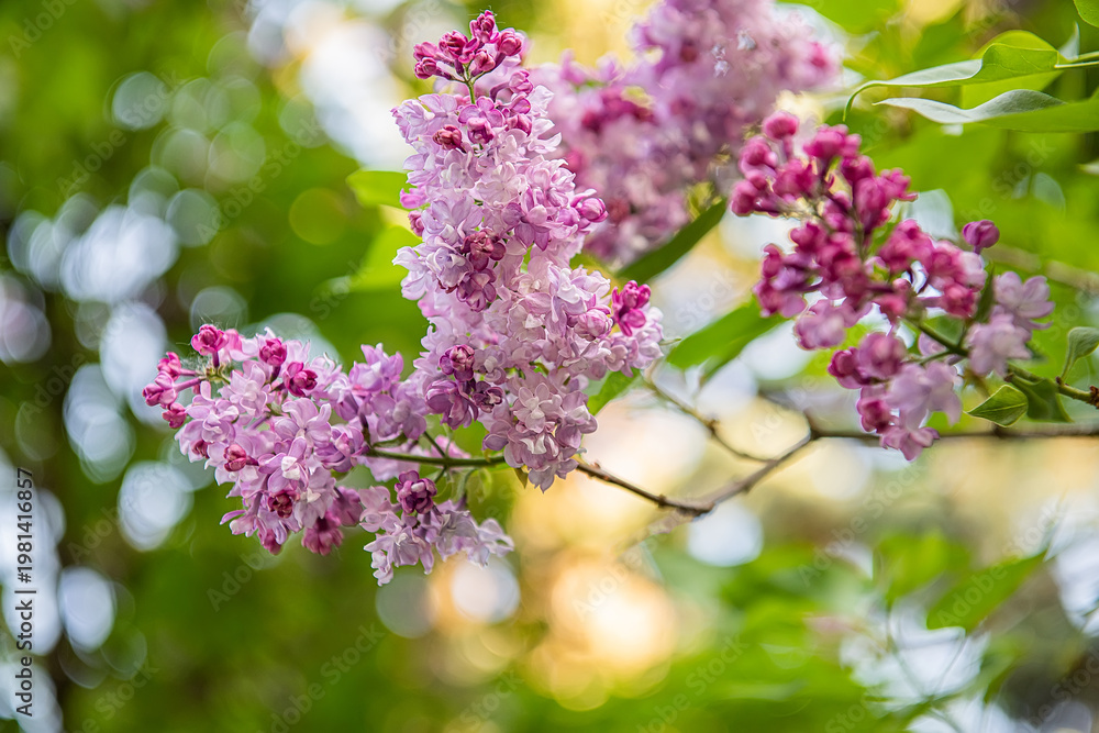 Fototapeta premium Charles Joly Purple Lilac Bloom