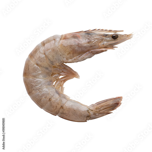 Macro Fresh Raw Curled Shrimp Isolated on Pure White Background PNG Cutout