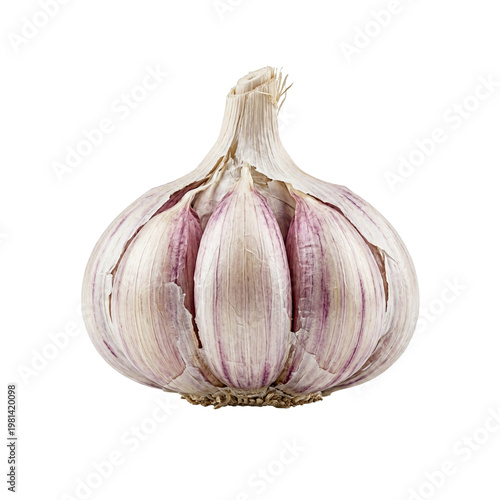 Raw Whole Garlic Bulb with Papery Skin Isolated on Pure White Background PNG Cutout