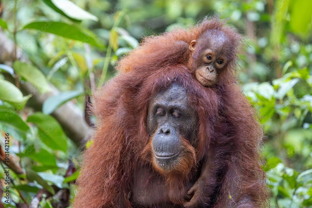 Obraz premium Orangutan Baby Riding on Mother's Back in Tropical Rainforest