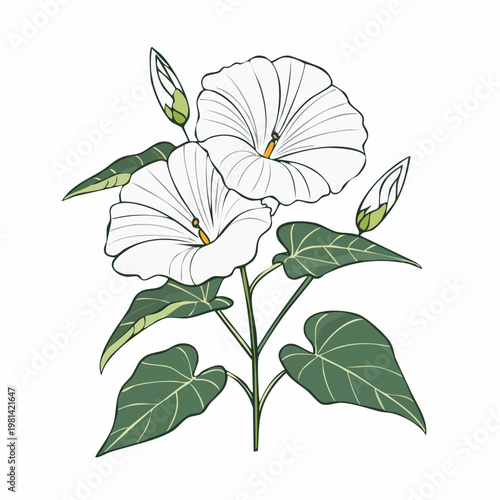 White Morning Glory Flowers with Green Leaves and Buds Illustration