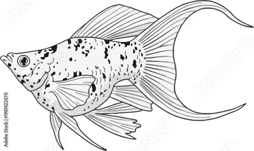 molly fish vector art