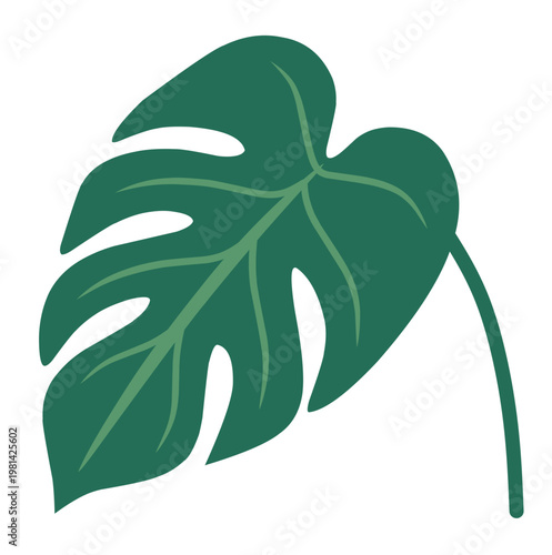 Dark green monstera deliciosa leaf flat vector illustration,transparent background.Tropical and botanical clipart