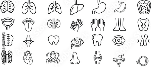 Vector pictograms of anatomy, body part, kidney, bladder, thyroid, pelvis, hand, nose, mouth, tongue, thin. Medical Organs Line Icon Set.