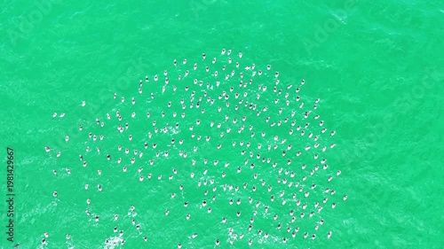 Eared Grebes Diving in Large Flock on Baja California Water Surface Drone View 4K