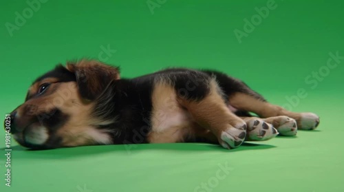 Sleepy black and tan puppy lying down and looking around on green screen