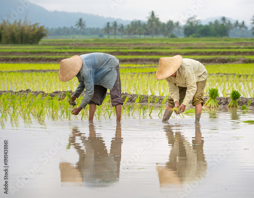 Two Asian Farmers in Conical Hats Bend to Carefully Transplant Rice Seedlings in Paddy Field