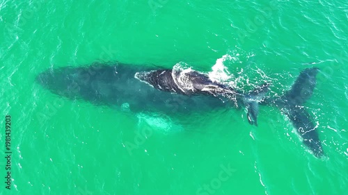 Humpback baby calf swimming with mother drone shot 4K Baja California