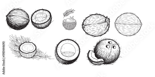 Vintage botanical illustration of seeds and seed pods in black and white