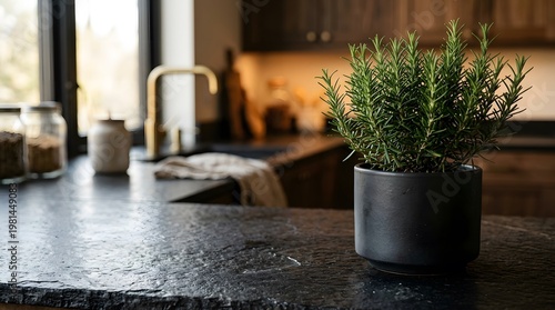A rosemary plant (*Salvia rosmarinus*) sits in a black cylindrical pot on a dark stone countertop.