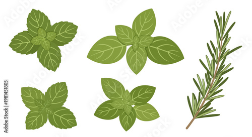 Fresh green basil leaves and a sprig of rosemary on a white background.