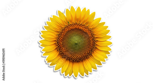 Vibrant orange flower with delicate petals and a central disc