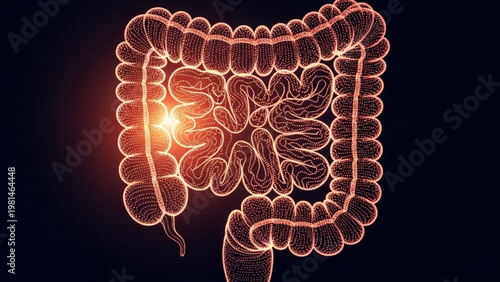 World Digestive Health Day human digestive system, highlighting the large and small intestines for medical research, anatomical education, and gastrointestinal health concepts