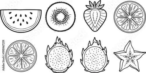 Illustrations of the life cycle of a fruit fly with eight developmental stages Vector