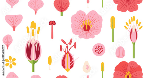 Botanical Anatomy Vector Illustration Featuring Detailed Flower Cross Sections and Petals in a Flat Floral Pattern Design for Educational Science Materials