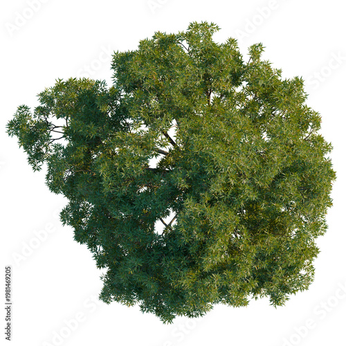 Foto Perfectly round Holm Oak (Quercus ilex) tree seen from above, featuring dense symmetrical foliage isolated on a black background