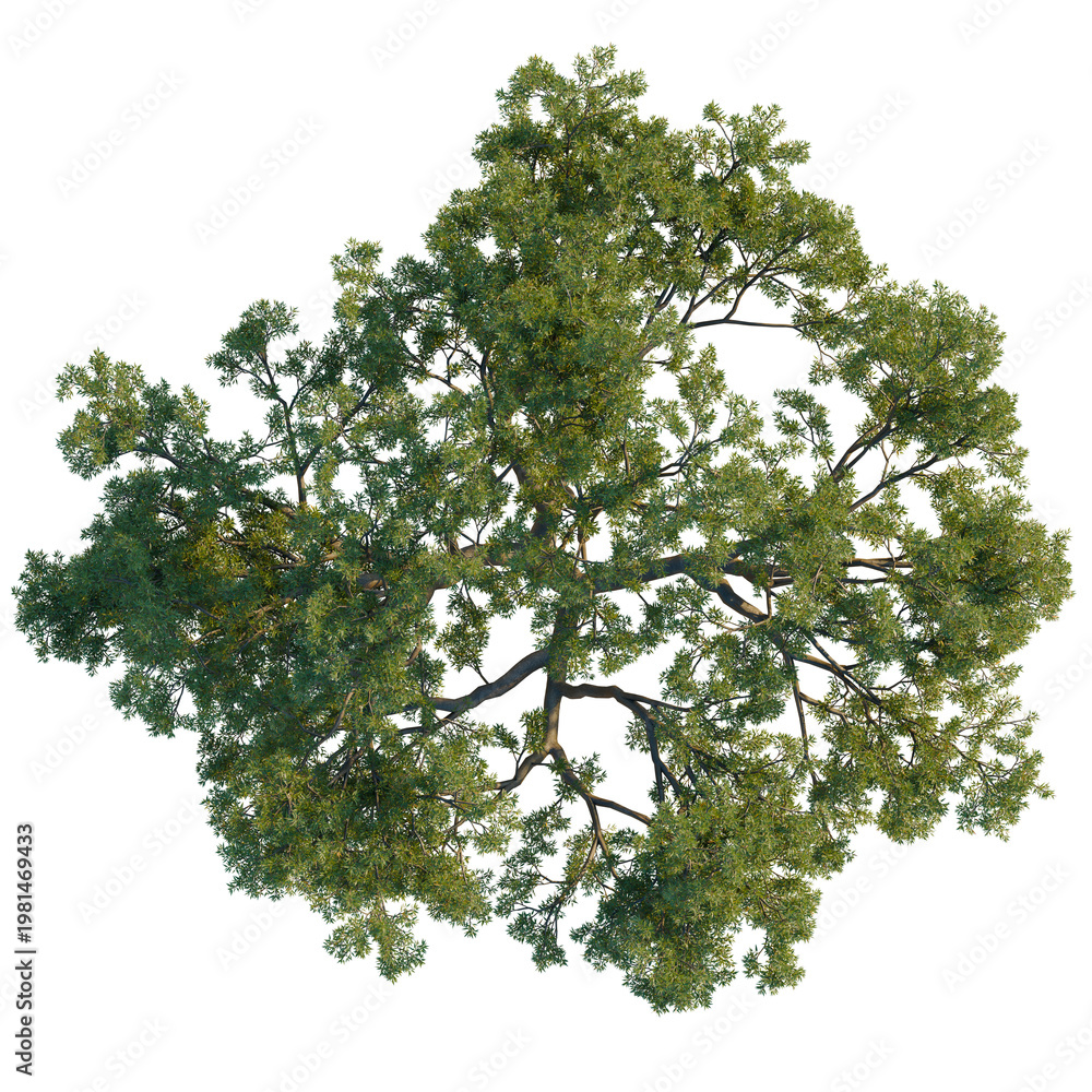 Fototapeta premium Artistic aerial view of a Quercus ilex tree revealing strong branch patterns and evergreen leaves, isolated on a black background.