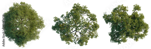 Bild auf Leinwand High angle view of three Quercus ilex trees showing intricate branch structures and green leaves, isolated on a solid black background