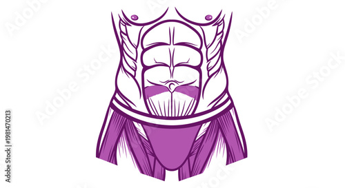 Anatomical illustration of a muscular male abdomen with defined abs and obliques, purple hue