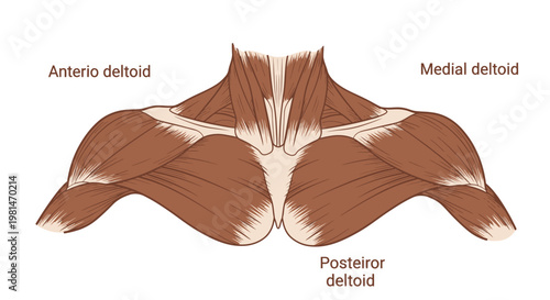 Anatomy of Human Shoulder Muscles: Deltoid Muscles - Anterior, Medial, Posterior View