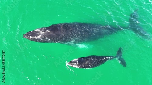 Humpback Whale Mother and Calf in Crystal Clear Water, Humpback Baby blow and surfacing