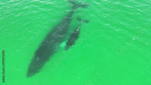 Humpback Whale Mother and Calf swimming in clear waters - 4K Drone Show orbiting