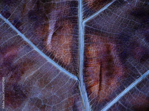Cinematic Leaf Vein Textures Enhance Technological And Editorial Visuals
