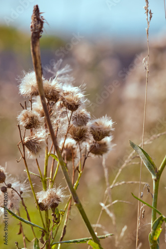 Thistle (Cirsium). Group of dry fluffy weed inflorescences with seeds on a blurred background of autumn grass and blue sky.