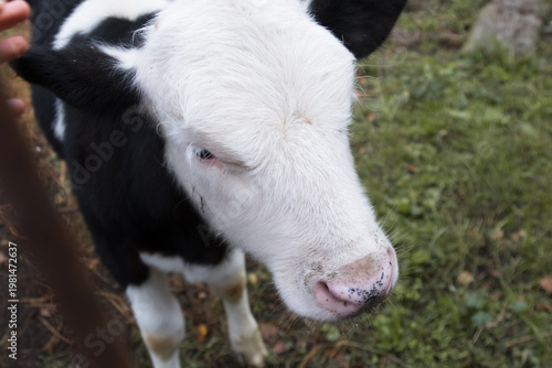 Cow (Bos taurus). Close-up portrait of a black and white calf against the background of green grass, a man's hand and a metal fence are visible nearby.