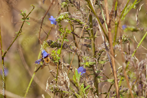 Bumblebee (Bombus). Close-up of insect pollinating small blue flowers of wild plant on background of dry stems and grass.