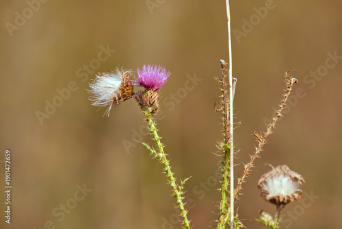 Thistle (Cirsium). Blossoming pink-purple flower and fluffy seeds on a tall thorny stem against an even blurred background of an autumn field.