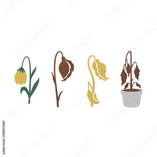 Dying Plant Stages: From Blooming to Withered in Pot and Ground