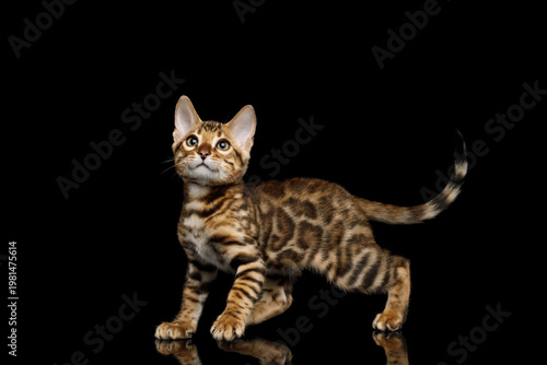 Young spotted cat standing and turning head to look behind on isolated black background