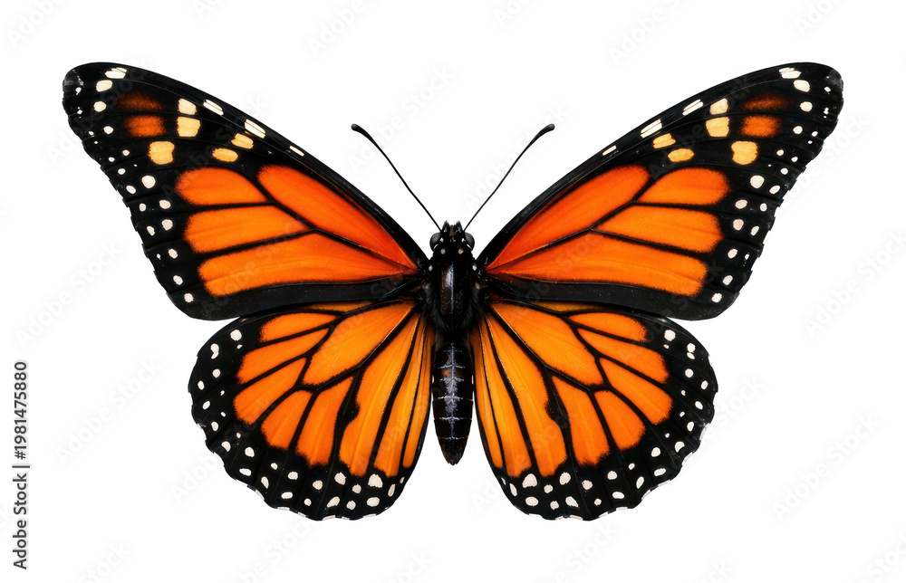 Fototapeta premium PNG Vibrant monarch butterfly illustration.