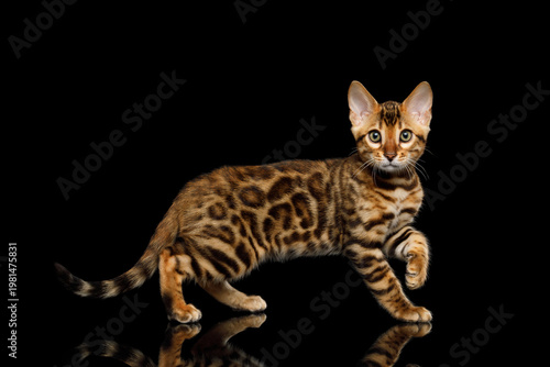 Cute bengal cat taking a step forward while looking at camera on isolated black background