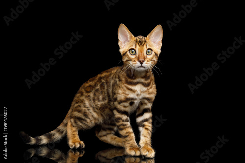 Young spotted cat sitting and looking slightly up and ready to move on isolated black background