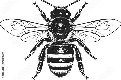 A detailed line drawing of a bumblebee in flight showing its fuzzy body and striped abdomen against a white background