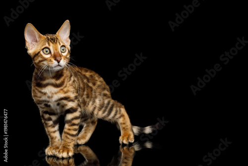 Bengal kitten standing on dark surface and looking off into the distance on isolated black background