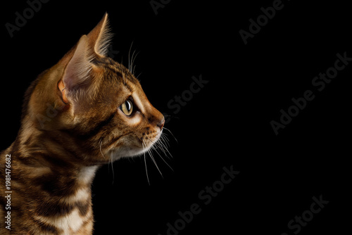Close up of young bengal cat head looking to the side showing leopard spots on neck on isolated black background