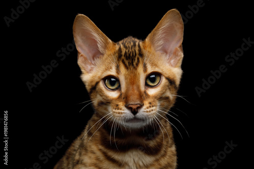 Close up portrait of small bengal cat face looking directly and intently at camera, Slavic view on isolated black background