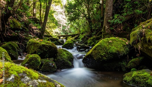 Forest stream flowing through rocks