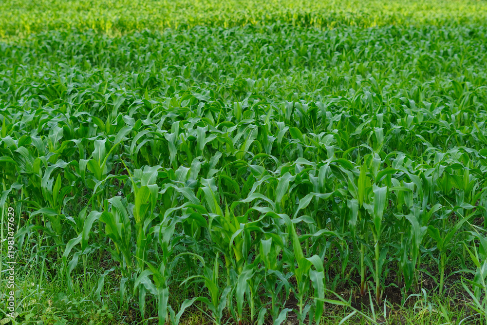 Fototapeta premium Showing newly planted corn fields